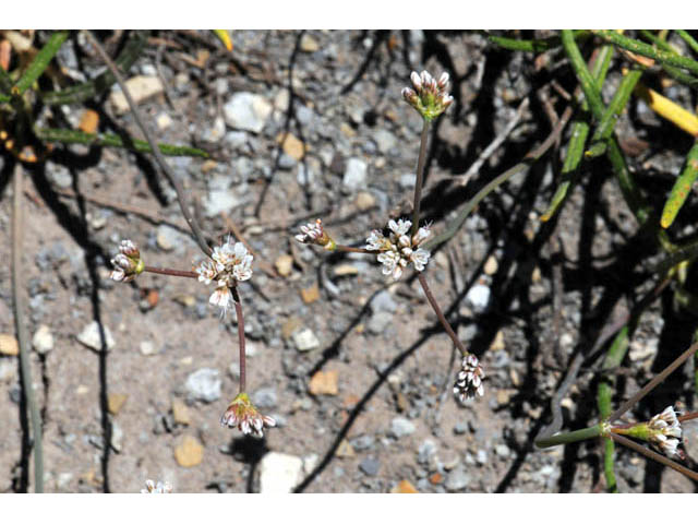 Eriogonum lonchophyllum (Spearleaf buckwheat) #57713