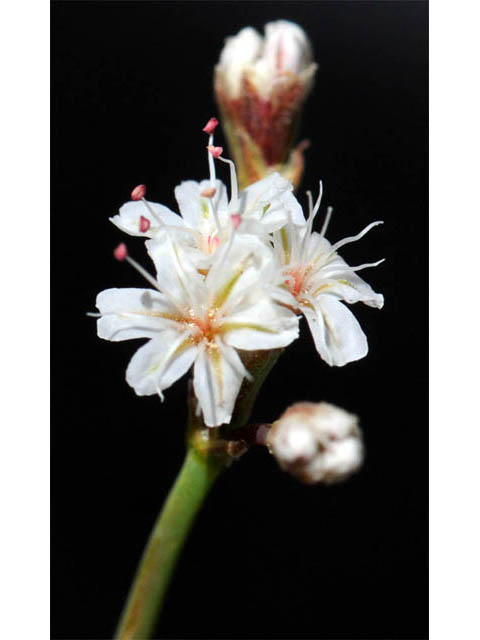 Eriogonum lonchophyllum (Spearleaf buckwheat) #57717