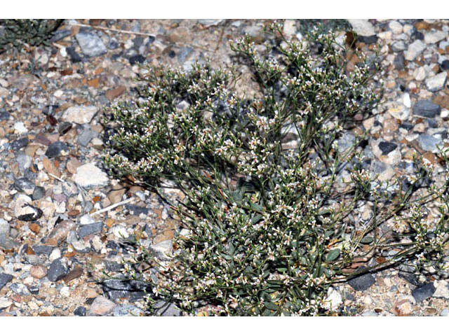 Eriogonum microthecum var. lapidicola (Slender buckwheat) #57718