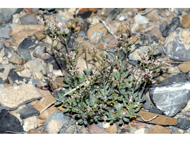Eriogonum microthecum var. lapidicola (Slender buckwheat) #57719