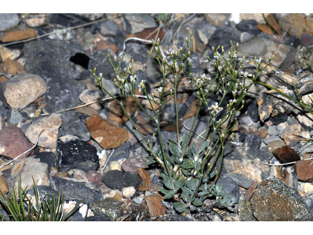 Eriogonum microthecum var. lapidicola (Slender buckwheat) #57721