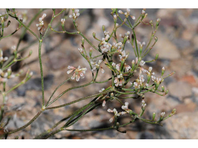 Eriogonum microthecum var. lapidicola (Slender buckwheat) #57725