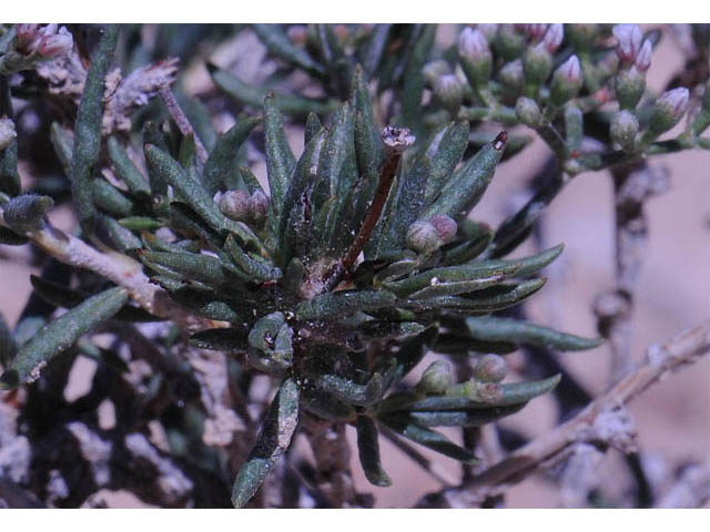 Eriogonum microthecum var. simpsonii (Simpson's buckwheat) #57763