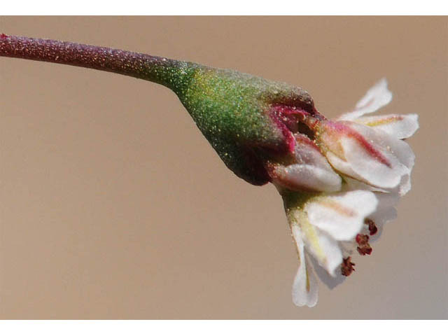 Eriogonum nutans var. glabratum (Dugway buckwheat) #57802