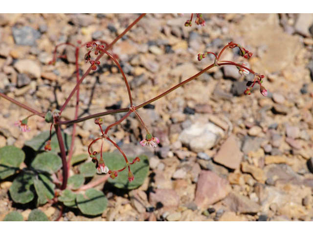 Eriogonum nutans var. nutans (Dugway buckwheat) #57805