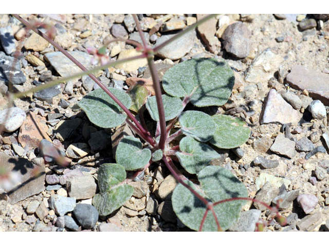 Eriogonum nutans var. nutans (Dugway buckwheat) #57811
