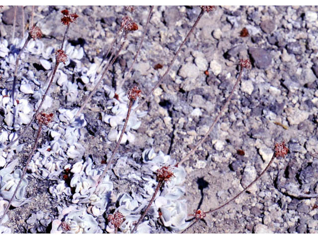 Eriogonum ovalifolium var. depressum (Cushion buckwheat) #57858