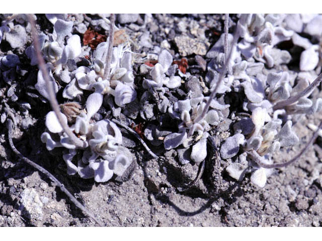 Eriogonum ovalifolium var. depressum (Cushion buckwheat) #57861
