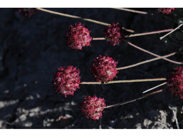 Eriogonum ovalifolium var. purpureum (Cushion buckwheat) #57890