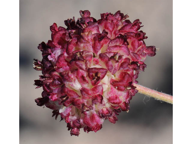 Eriogonum ovalifolium var. purpureum (Cushion buckwheat) #57892