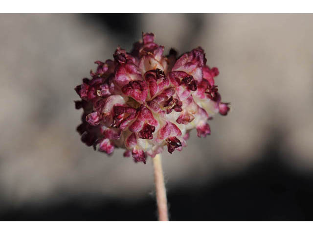 Eriogonum ovalifolium var. purpureum (Cushion buckwheat) #57894