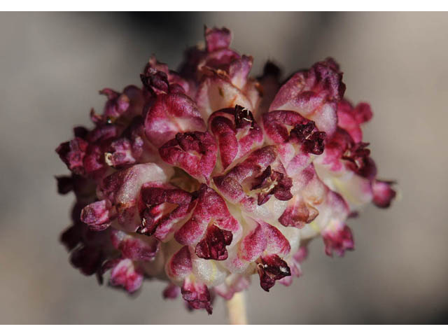 Eriogonum ovalifolium var. purpureum (Cushion buckwheat) #57895