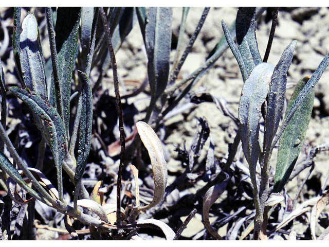 Eriogonum spathulatum (Spoonleaf buckwheat) #57987