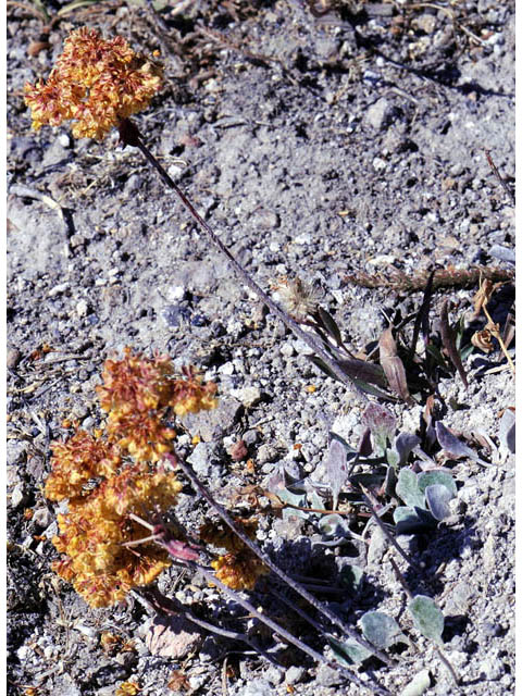 Eriogonum umbellatum var. cladophorum (Sulphur-flower buckwheat) #58047