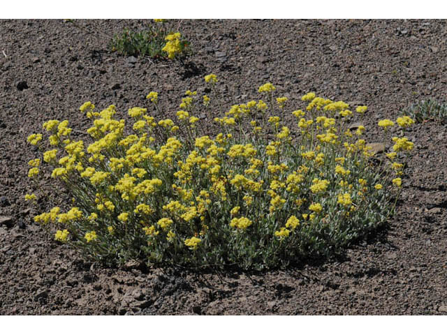 Eriogonum umbellatum var. modocense (Sulphur-flower buckwheat) #58098