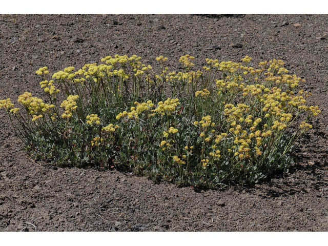 Eriogonum umbellatum var. modocense (Sulphur-flower buckwheat) #58099