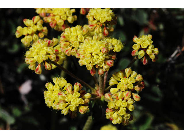 Eriogonum umbellatum var. modocense (Sulphur-flower buckwheat) #58100