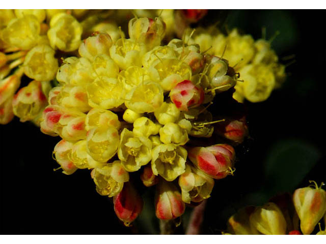Eriogonum umbellatum var. modocense (Sulphur-flower buckwheat) #58101
