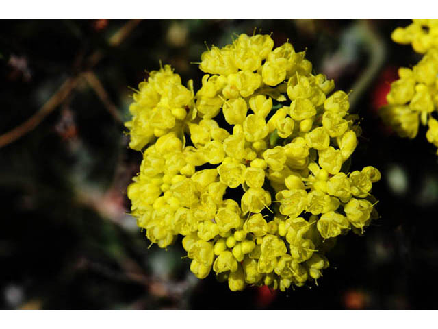 Eriogonum umbellatum var. modocense (Sulphur-flower buckwheat) #58102