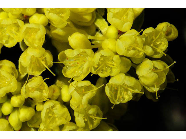 Eriogonum umbellatum var. modocense (Sulphur-flower buckwheat) #58103