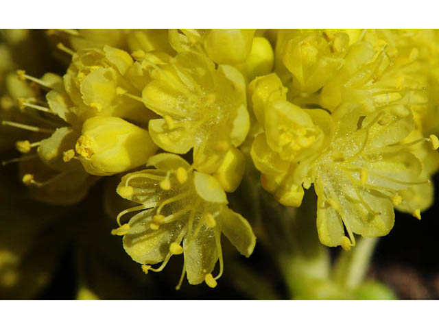 Eriogonum umbellatum var. modocense (Sulphur-flower buckwheat) #58105