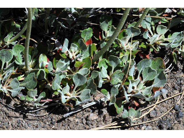Eriogonum umbellatum var. modocense (Sulphur-flower buckwheat) #58106