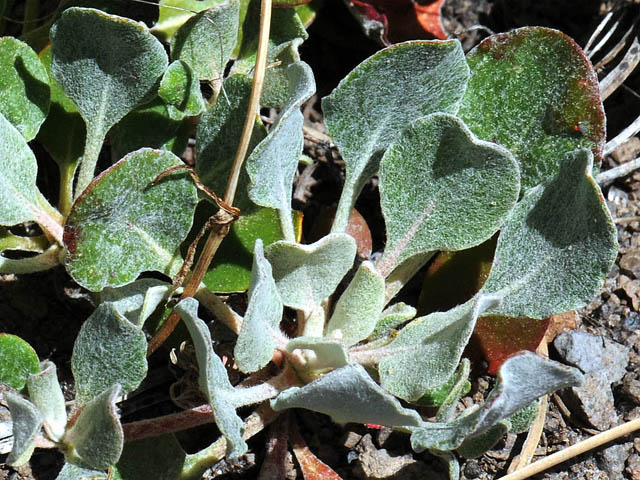 Eriogonum umbellatum var. modocense (Sulphur-flower buckwheat) #58107