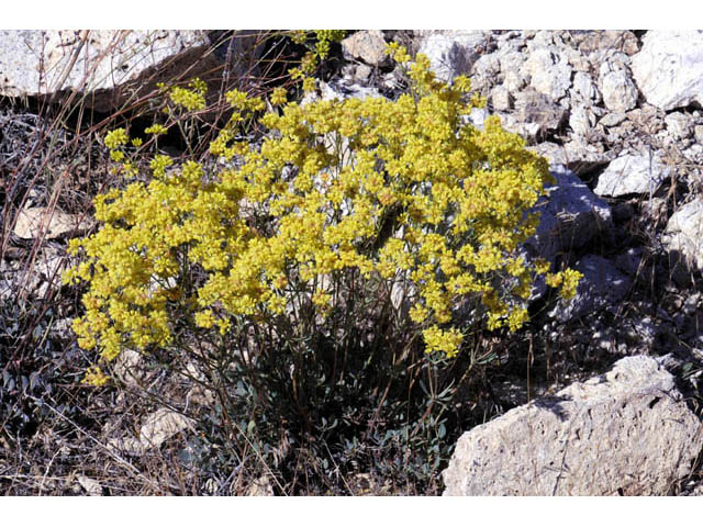 Eriogonum umbellatum var. subaridum (Sulphur-flower buckwheat) #58108