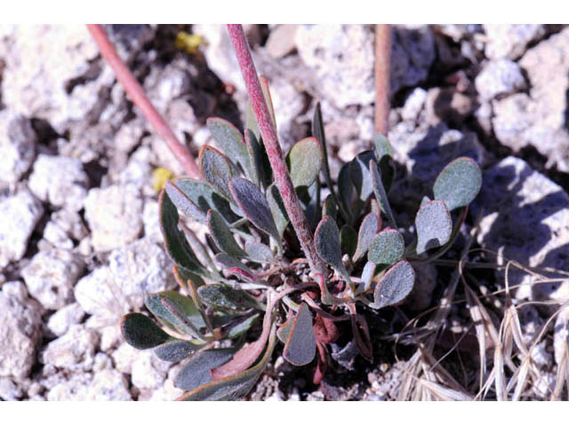 Eriogonum umbellatum var. subaridum (Sulphur-flower buckwheat) #58120