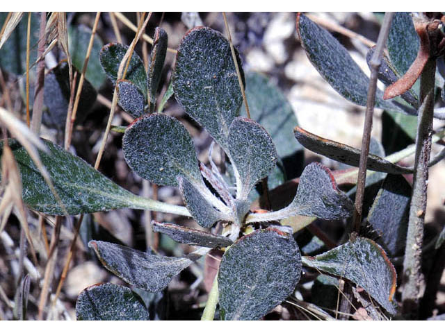 Eriogonum umbellatum var. subaridum (Sulphur-flower buckwheat) #58122