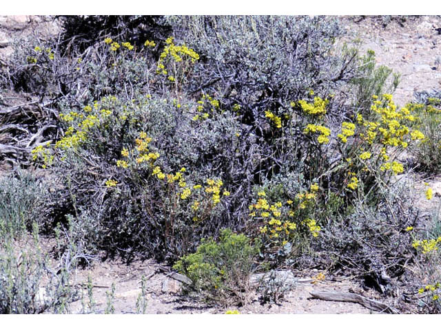 Eriogonum umbellatum var. subaridum (Sulphur-flower buckwheat) #58127