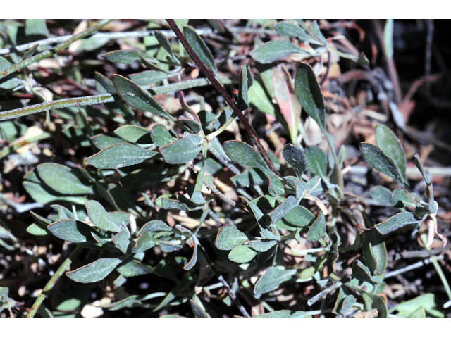Eriogonum umbellatum var. subaridum (Sulphur-flower buckwheat) #58133