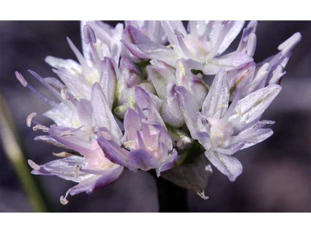 Allium lemmonii (Lemmon's onion) #61147