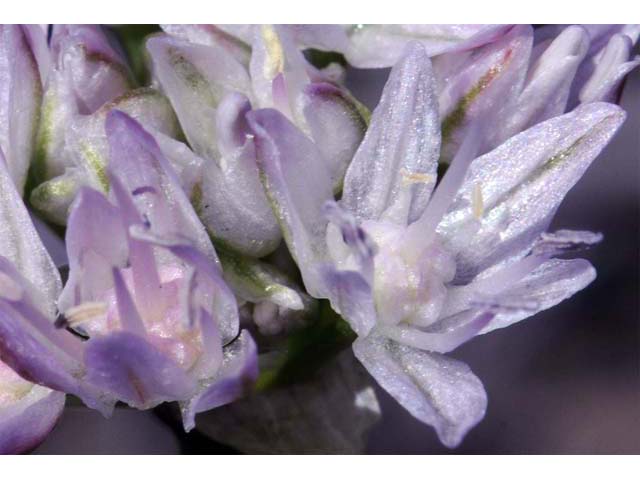 Allium lemmonii (Lemmon's onion) #61148