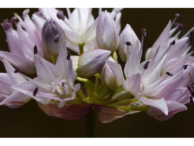 Allium nevii (Nevius' garlic) #61157