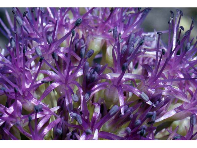 Allium platycaule (Broadstemmed onion) #61172