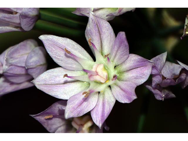 Allium unifolium (Oneleaf onion) #61597