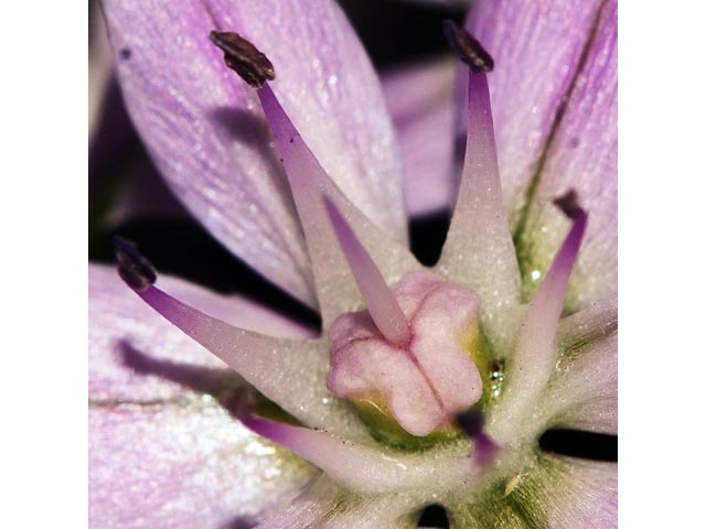 Allium unifolium (Oneleaf onion) #61598