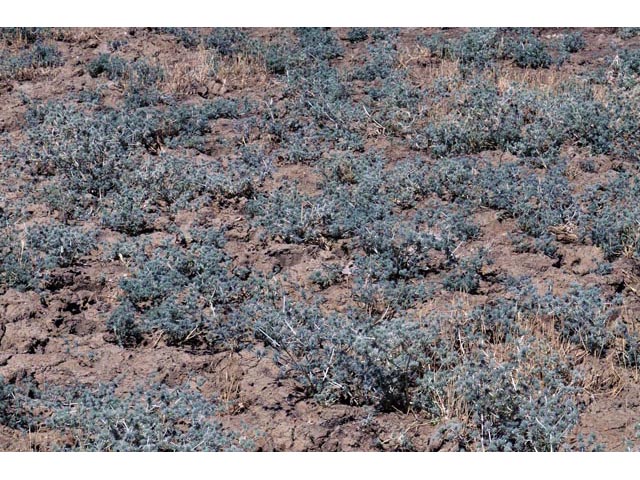 Eryngium vaseyi (Coyote thistle) #61618