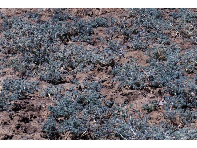 Eryngium vaseyi (Coyote thistle) #61619