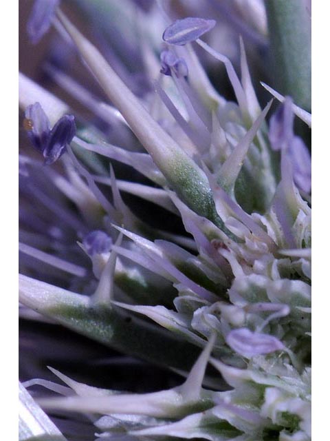 Eryngium vaseyi (Coyote thistle) #61625