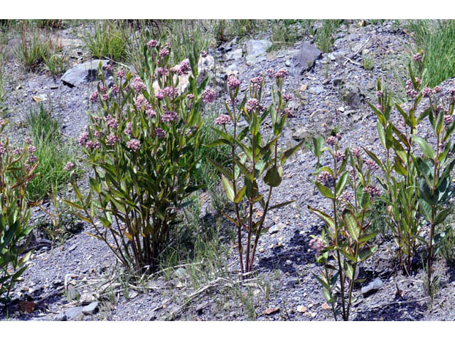 Asclepias speciosa (Showy milkweed) #61676