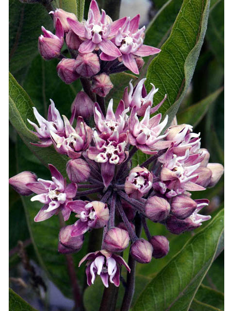 Asclepias speciosa (Showy milkweed) #61681