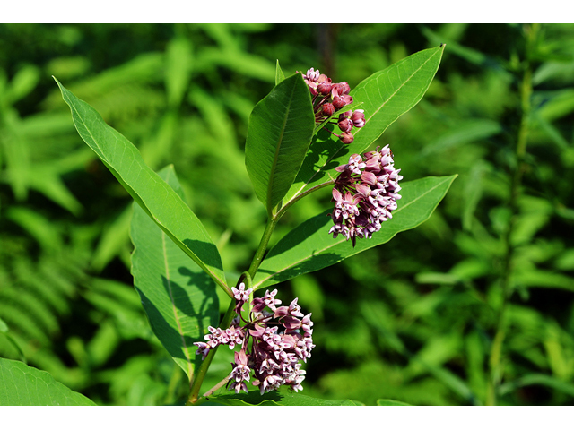 Asclepias syriaca (Common milkweed) #61686