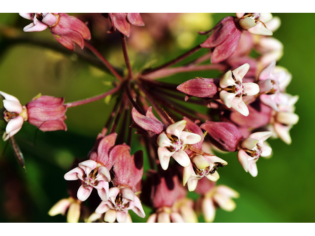 Asclepias syriaca (Common milkweed) #61694