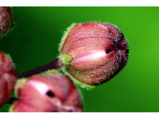 Asclepias syriaca (Common milkweed) #61697