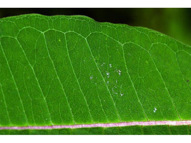 Asclepias syriaca (Common milkweed) #61709