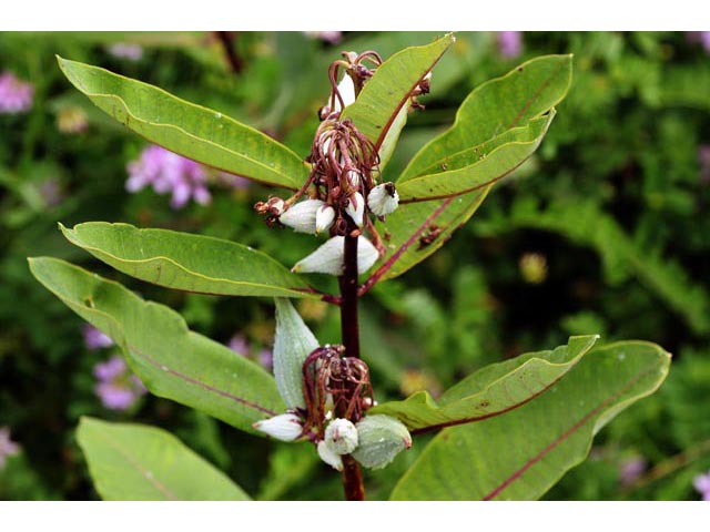 Asclepias syriaca (Common milkweed) #61716