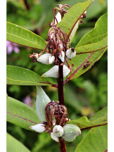 Asclepias syriaca (Common milkweed) #61717