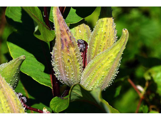 Asclepias syriaca (Common milkweed) #61724